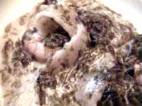 �X�g���b�`