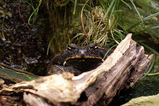 ���H������