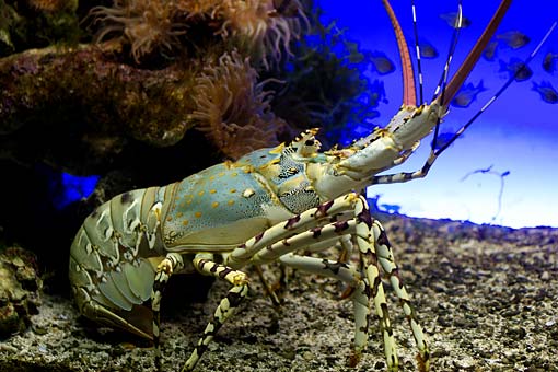 ���H������