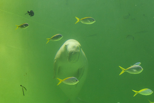 ���H������