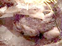 �������Ԃ�