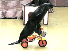 ���H������