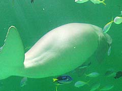 �W���S��