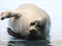 �o�C�J���A�U���V