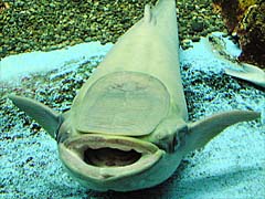 �u���}���������h