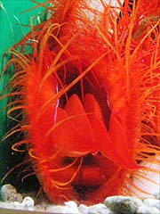 �E�R���n�l�K�C