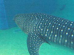 �W���x�G�U��