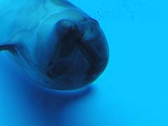 ���C���v�[��