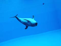 ���C���v�[��