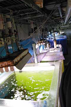 �̂Ƃ��ܐ�����