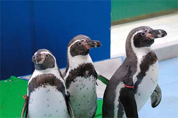 �̂Ƃ��ܐ�����