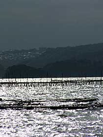 �����p�ό�