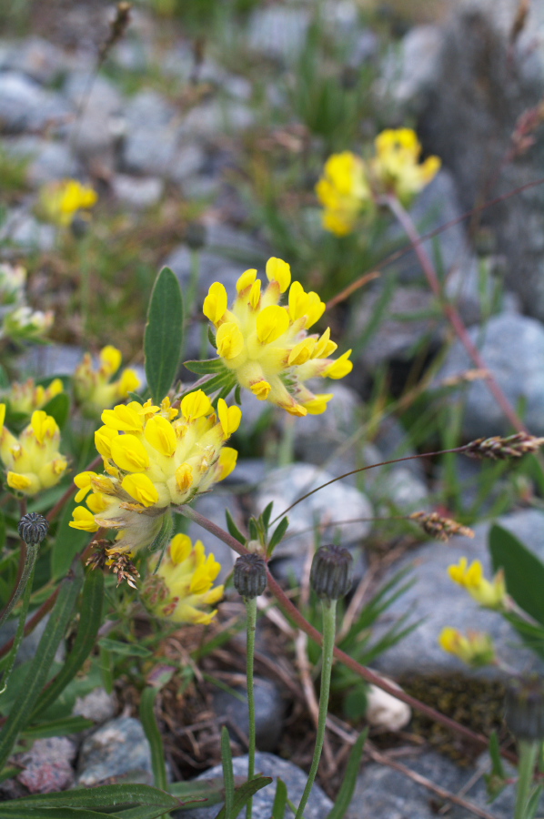 IMGP9820.jpg(254406 byte)