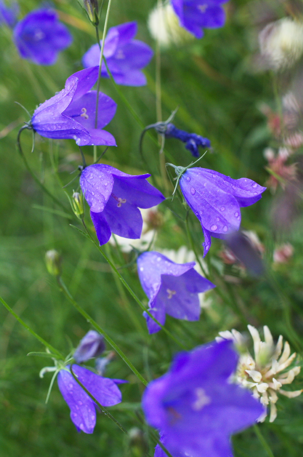 IMGP9849.jpg(285189 byte)