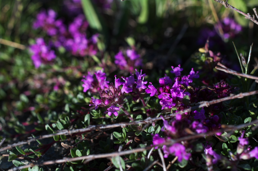 IMGP0814.jpg(259224 byte)