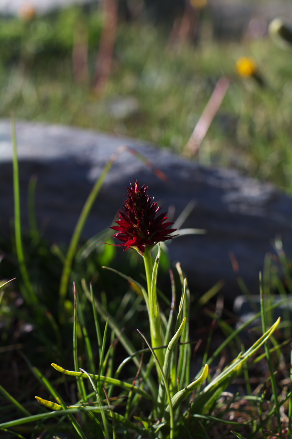 IMGP0815.jpg(193334 byte)