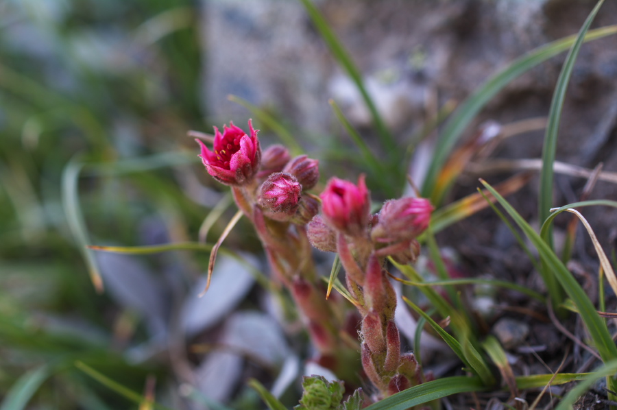 IMGP0829.jpg(183628 byte)