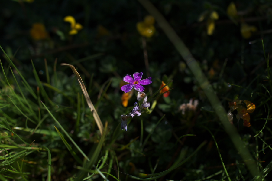 IMGP0834.jpg(168953 byte)