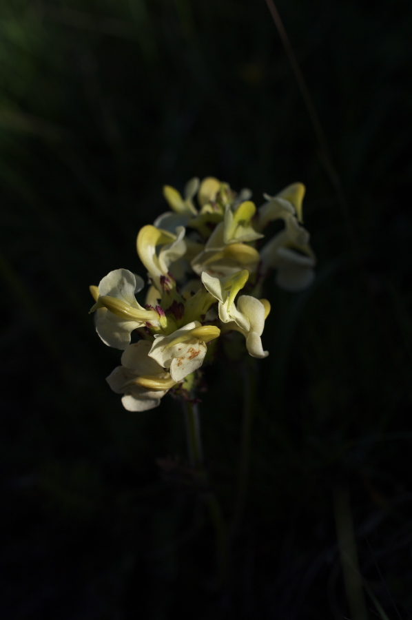 IMGP0836.jpg(107033 byte)