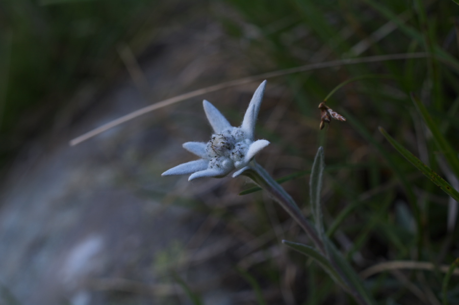 IMGP0838.jpg(118088 byte)