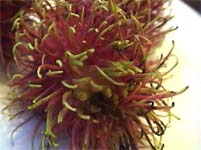 �����u�[�^��