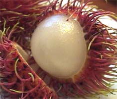 �����u�[�^��